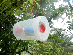 Fruit fly traps being used during a pest survey